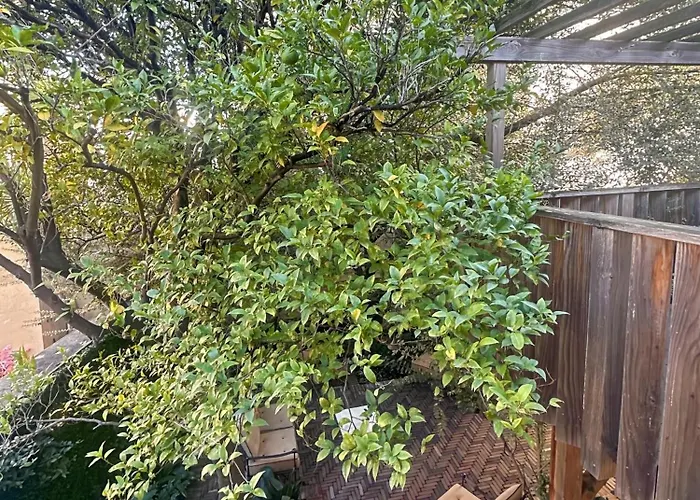 Des Lices * Saint-Tropez